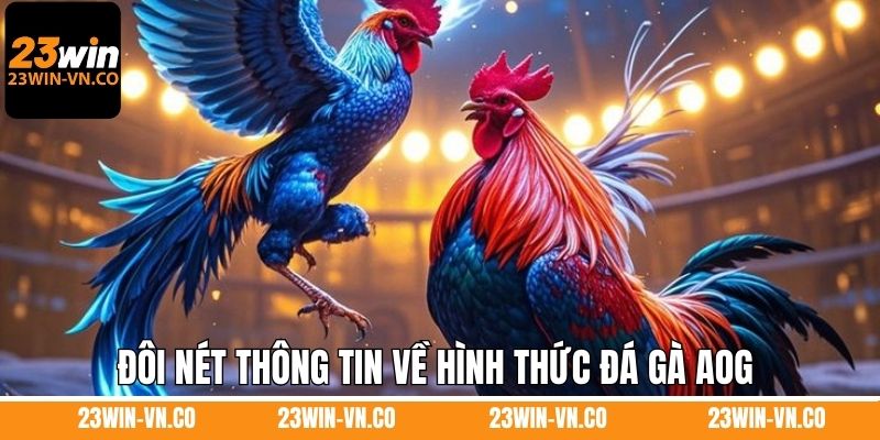 Đôi nét thông tin về hình thức đá gà AOG 