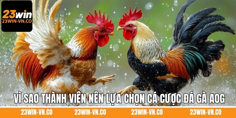 Lý do vì sao thành viên nên lựa chọn cá cược đá gà AOG 