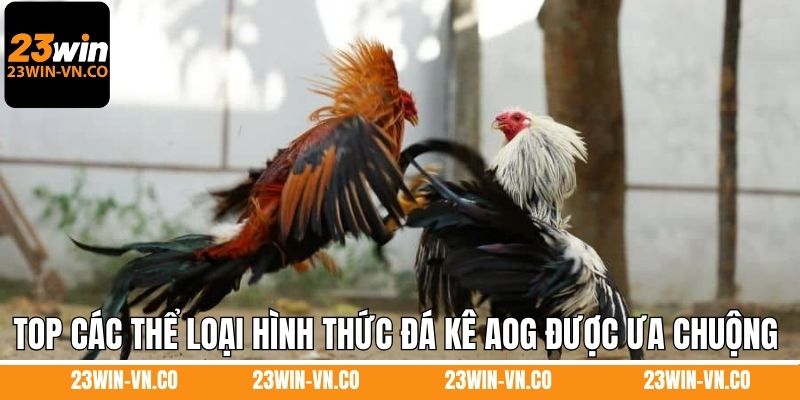 Top các thể loại hình thức đá kê AOG được ưa chuộng 