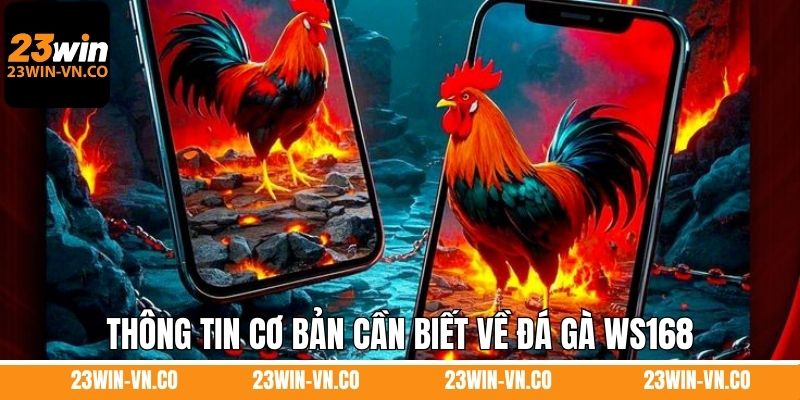 Thông tin cơ bản cần biết về đá gà WS168
