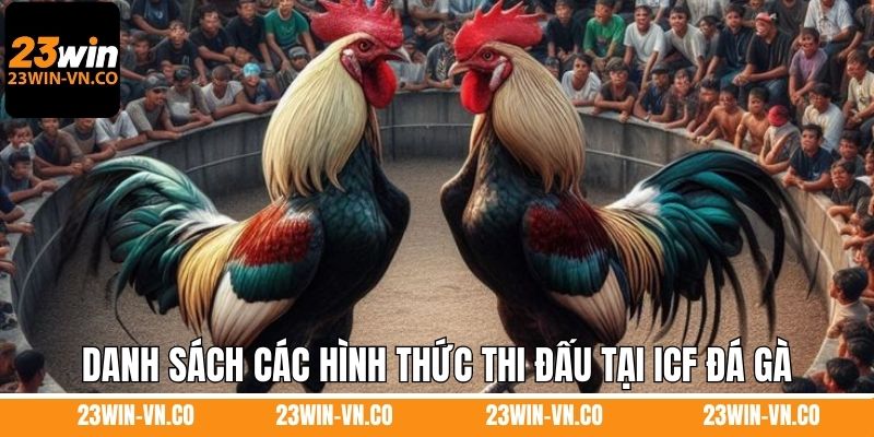Danh sách các hình thức thi đấu được yêu thích tại ICF đá gà