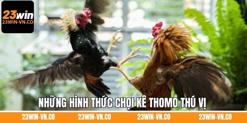 Những hình thức chọi kê Thomo thú vị nên thử tham gia 