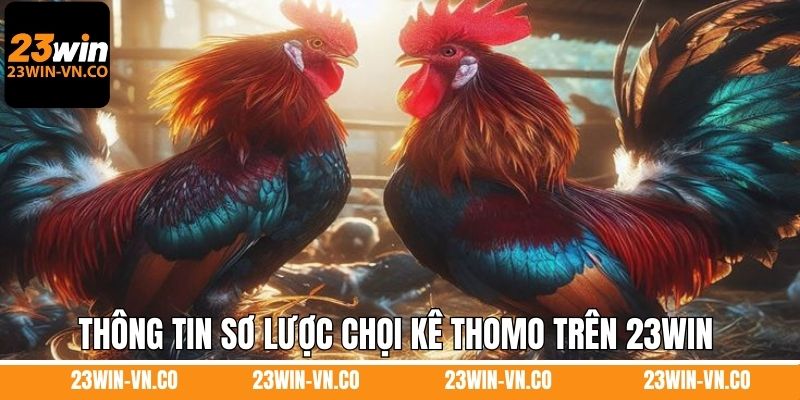 Thông tin sơ lược về hình thức chọi kê Thomo trên 23Win 