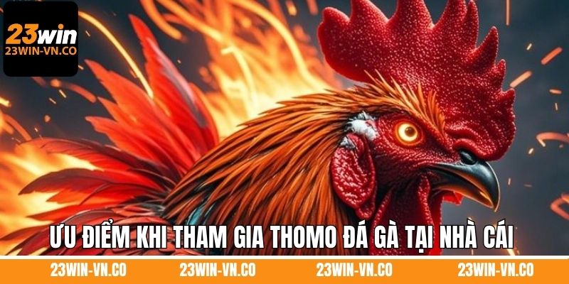 Ưu điểm khi tham gia Thomo đá gà tại nhà cái 